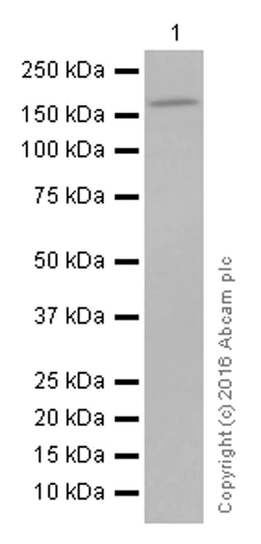 Western blot - Anti-BAT3/BAG-6 antibody [EPR9223] - BSA and Azide free (AB248802)