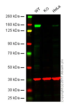Western blot - Anti-BAT3/BAG-6 antibody [EPR9223] - BSA and Azide free (AB248802)
