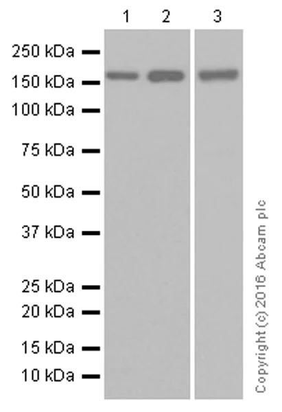 Western blot - Anti-BAT3/BAG-6 antibody [EPR9223] - BSA and Azide free (AB248802)