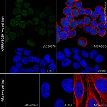 Immunocytochemistry/ Immunofluorescence - Anti-BATF antibody [EPR21911-55] - BSA and Azide free (AB237038), expandable thumbnail