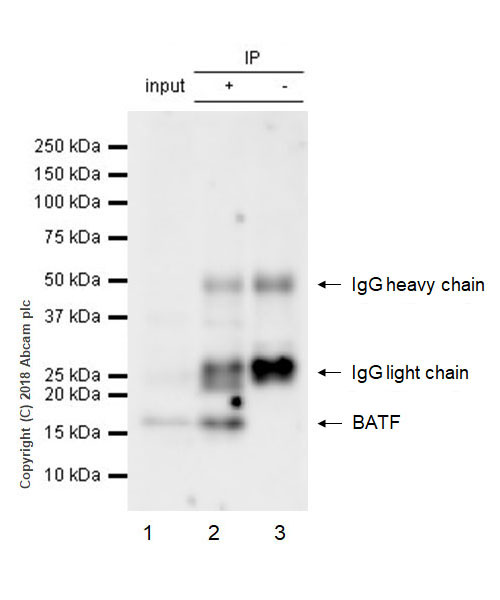 Immunoprecipitation - Anti-BATF antibody [EPR21911-55] - BSA and Azide free (AB237038), expandable thumbnail