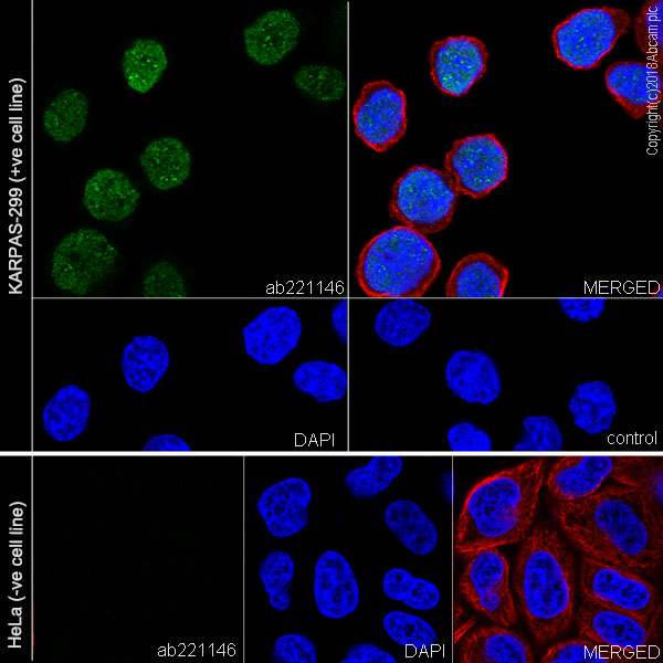 Immunocytochemistry/ Immunofluorescence - Anti-BATF antibody [EPR21911] - BSA and Azide free (AB234621), expandable thumbnail