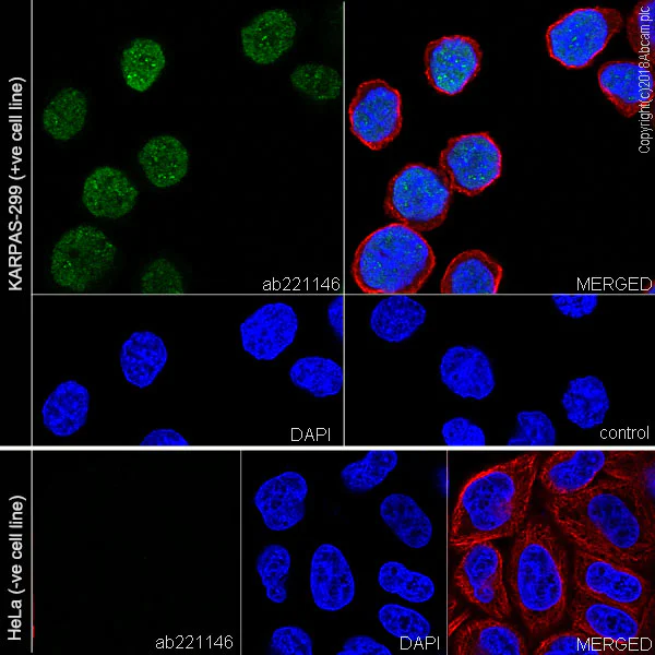 Immunocytochemistry/ Immunofluorescence - Anti-BATF antibody [EPR21911] - BSA and Azide free (AB234621)