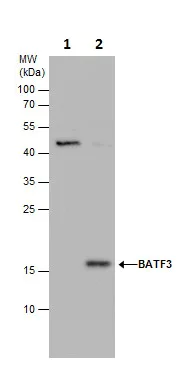 Immunoprecipitation - Anti-BATF3 antibody (AB229727)