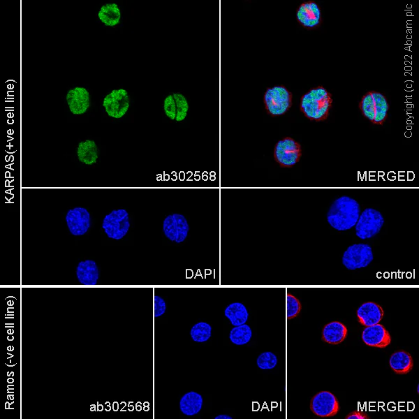 Immunocytochemistry/ Immunofluorescence - Anti-BATF3 antibody [EPR26558-38] (AB302568)
