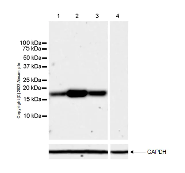 Western blot - Anti-BATF3 antibody [EPR26558-38] (AB302568)