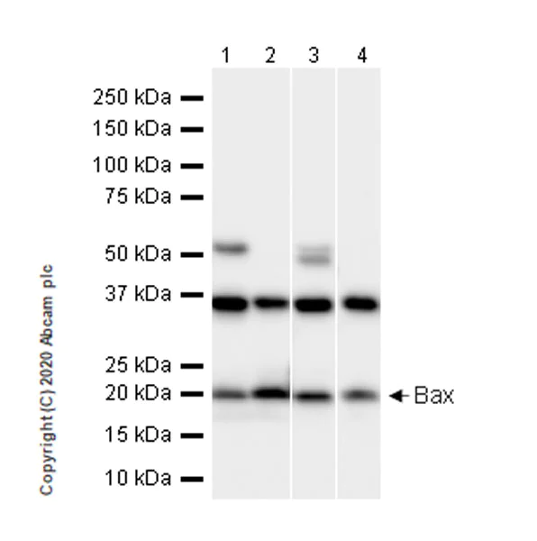 Western blot - Anti-Bax antibody [21C10] - BSA and Azide free (AB252252)