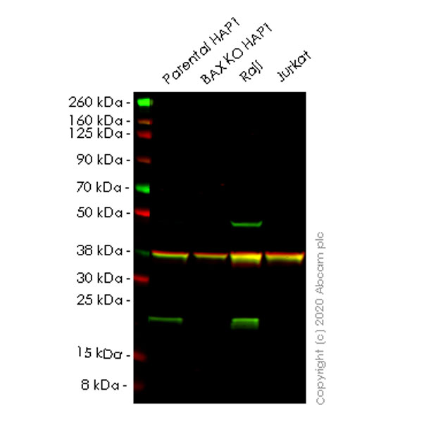 Western blot - Anti-Bax antibody [21C10] - BSA and Azide free (AB252252), expandable thumbnail