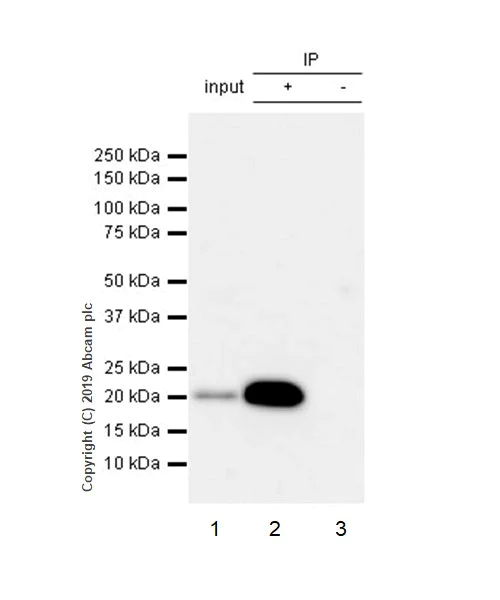 Immunoprecipitation - Anti-Bax antibody [2D2] - BSA and Azide free (AB212790)