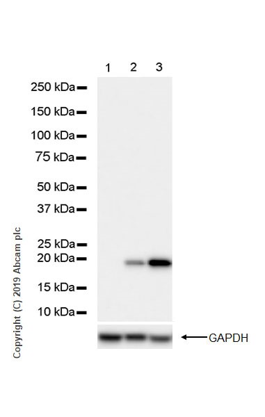 Western blot - Anti-Bax antibody [2D2] - BSA and Azide free (AB212790)