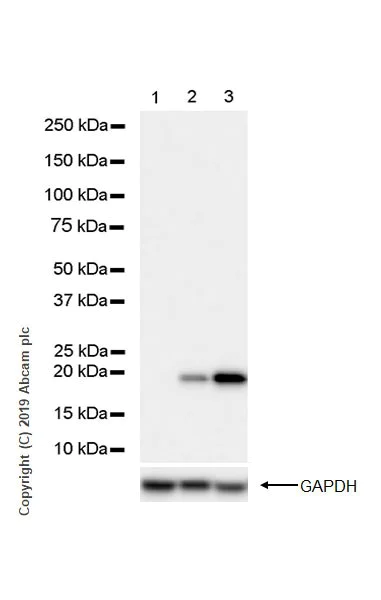 Western blot - Anti-Bax antibody [2D2] - BSA and Azide free (AB212790)