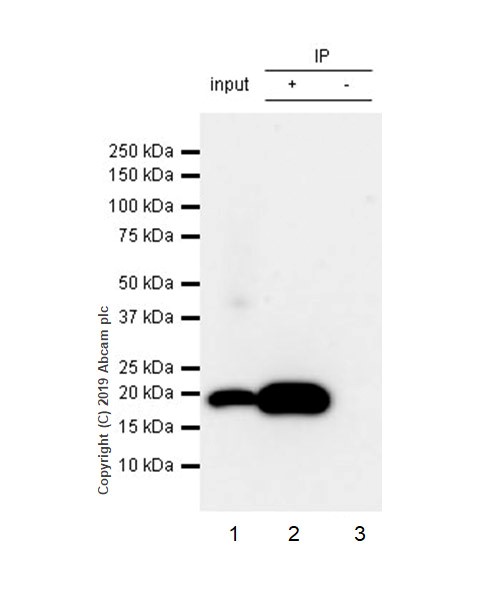 Immunoprecipitation - Anti-Bax antibody [5B7] (AB3191), expandable thumbnail