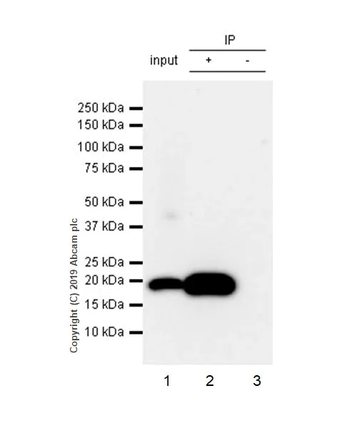 Immunoprecipitation - Anti-Bax antibody [5B7] (AB3191)