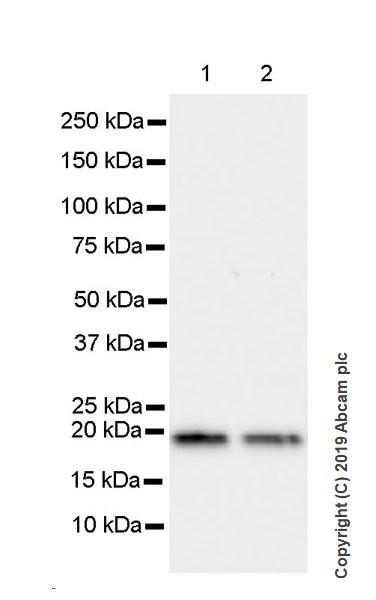 Western blot - Anti-Bax antibody [5B7] (AB3191), expandable thumbnail