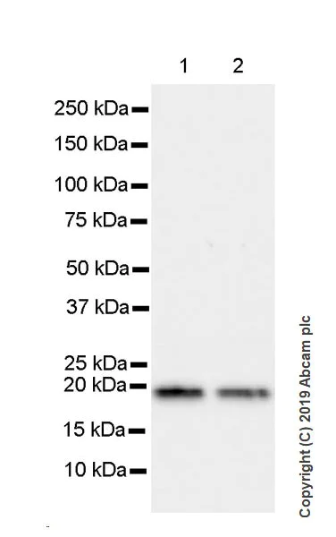 Western blot - Anti-Bax antibody [5B7] - BSA and Azide free (AB252258)
