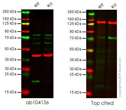 Western blot - Anti-Bax antibody (AB104156)
