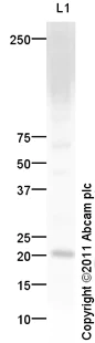 Western blot - Anti-Bax antibody (AB104156)