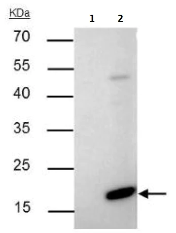 Immunoprecipitation - Anti-Bax antibody (AB263897)
