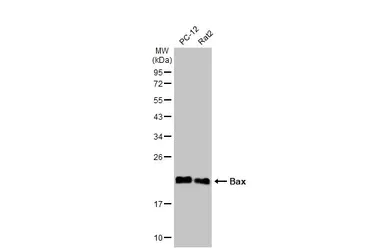Western blot - Anti-Bax antibody (AB263897)