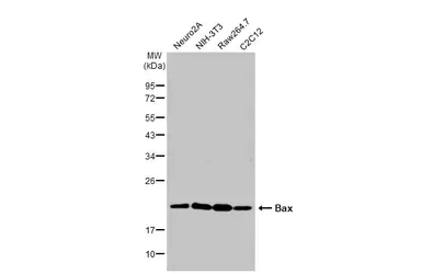 Western blot - Anti-Bax antibody (AB263897)