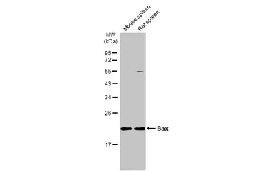 Western blot - Anti-Bax antibody (AB263897)