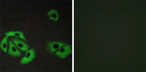 Immunocytochemistry/ Immunofluorescence - Anti-Bax antibody (AB53154)