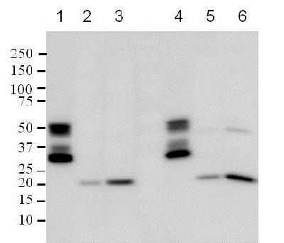 Western blot - Anti-Bax antibody [E63] (ab32503), expandable thumbnail