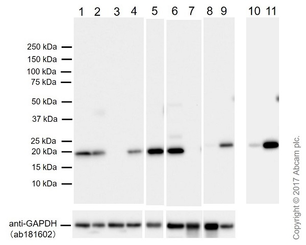 Western blot - Anti-Bax antibody [E63] (ab32503), expandable thumbnail