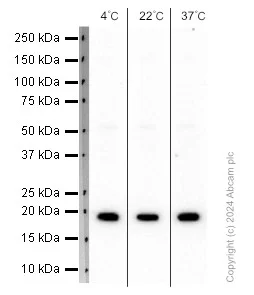 Western blot - Anti-Bax antibody [E63] (AB32503)