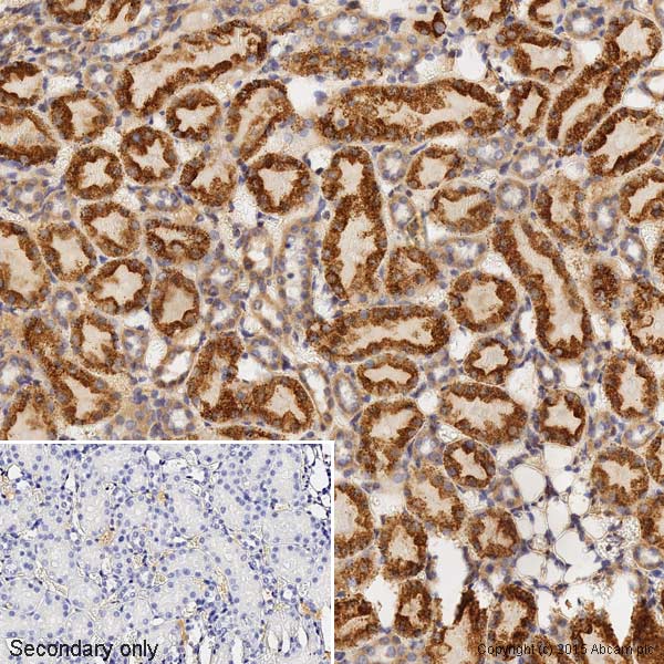 Immunohistochemistry (Formalin/PFA-fixed paraffin-embedded sections) - Anti-Bax antibody [E63] - BSA and Azide free (ab216985), expandable thumbnail
