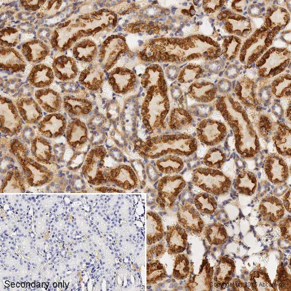 Immunohistochemistry (Formalin/PFA-fixed paraffin-embedded sections) - Anti-Bax antibody [E63] - BSA and Azide free (AB216985)