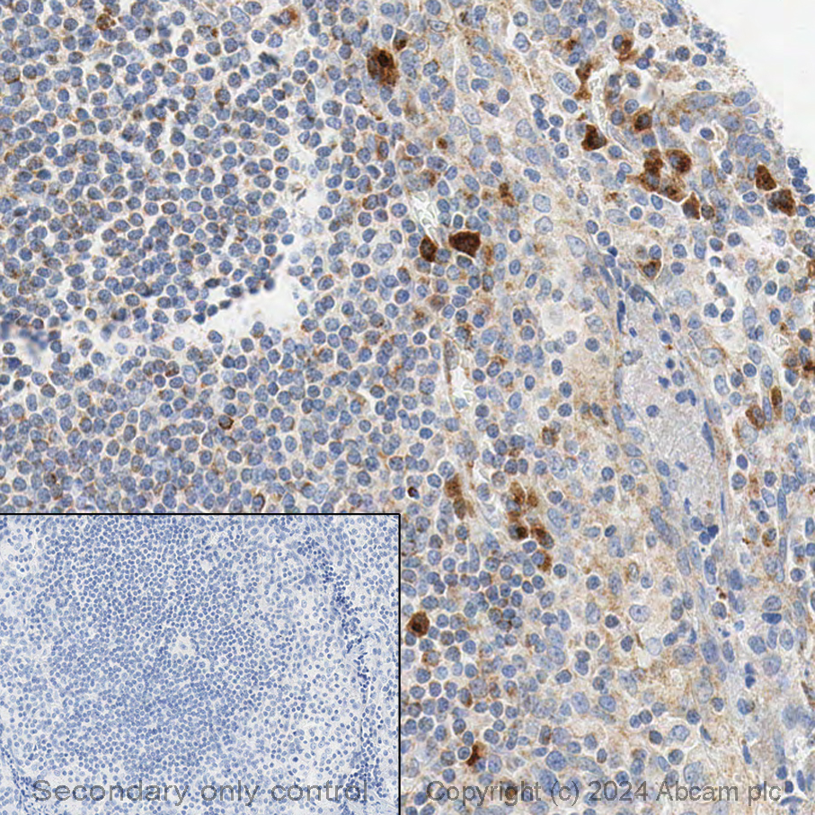 Immunohistochemistry (Formalin/PFA-fixed paraffin-embedded sections) - Anti-Bax antibody [E63] - BSA and Azide free (ab216985), expandable thumbnail