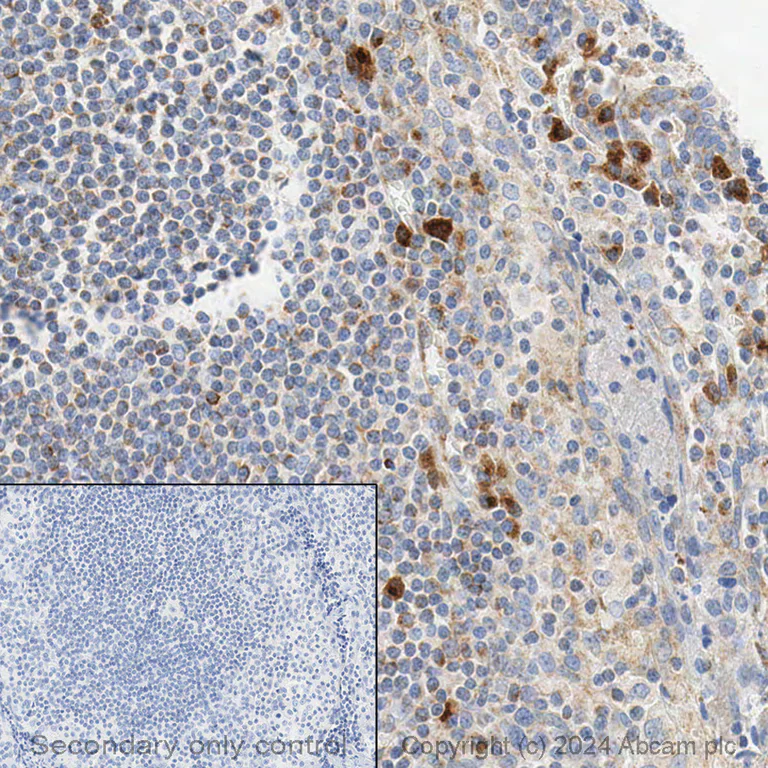 Immunohistochemistry (Formalin/PFA-fixed paraffin-embedded sections) - Anti-Bax antibody [E63] - BSA and Azide free (AB216985)