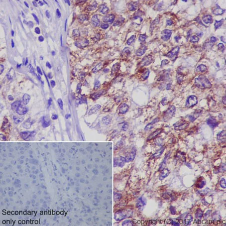 Immunohistochemistry (Formalin/PFA-fixed paraffin-embedded sections) - Anti-Bax antibody [E63] - BSA and Azide free (AB216985)