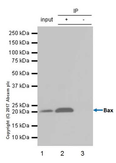 Immunoprecipitation - Anti-Bax antibody [E63] - BSA and Azide free (AB216985), expandable thumbnail