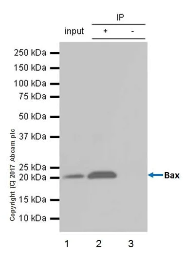 Immunoprecipitation - Anti-Bax antibody [E63] - BSA and Azide free (AB216985)
