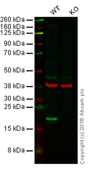 Western blot - Anti-Bax antibody [E63] - BSA and Azide free (AB216985), expandable thumbnail