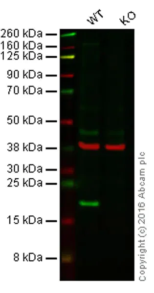 Western blot - Anti-Bax antibody [E63] - BSA and Azide free (AB216985)