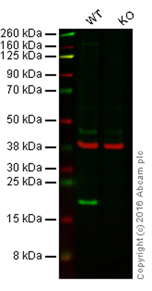 Western blot - Anti-Bax antibody [E63] - BSA and Azide free (AB216985)