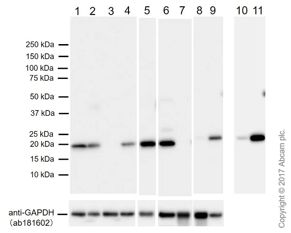 Western blot - Anti-Bax antibody [E63] - BSA and Azide free (AB216985)