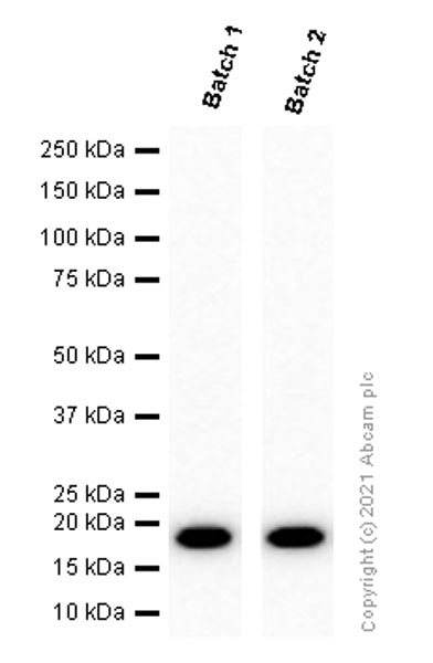 Western blot - Anti-Bax antibody [E63] - BSA and Azide free (AB216985), expandable thumbnail