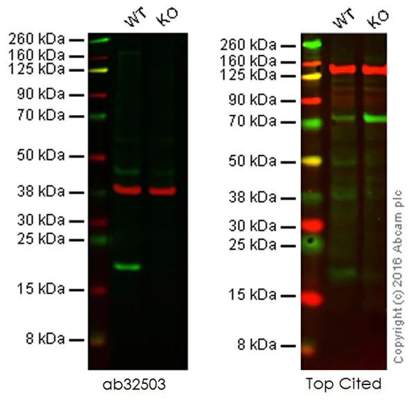Western blot - Anti-Bax antibody [E63] - BSA and Azide free (AB216985)