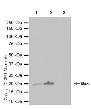 Immunoprecipitation - Anti-Bax antibody [EPR18283] (AB182733)