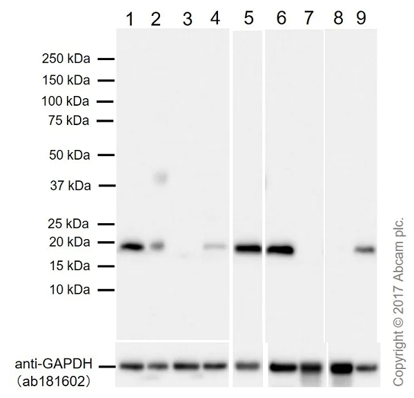 Western blot - Anti-Bax antibody [EPR18283] (AB182733)