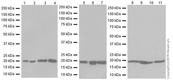 Western blot - Anti-Bax antibody [EPR18283] (AB182733)