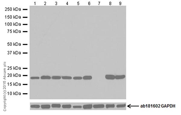 Western blot - Anti-Bax antibody [EPR18283] (AB182733)