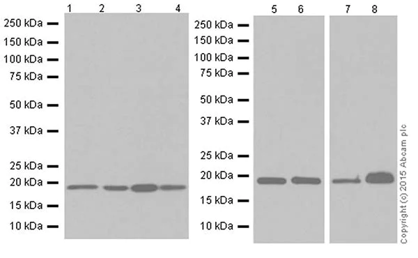 Western blot - Anti-Bax antibody [EPR18283] (AB182733)