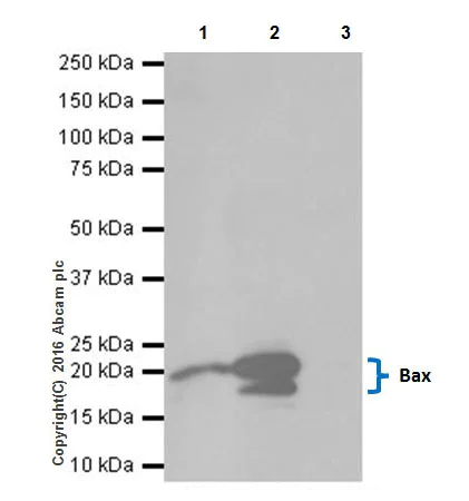 Immunoprecipitation - Anti-Bax antibody [EPR18284] (AB182734)