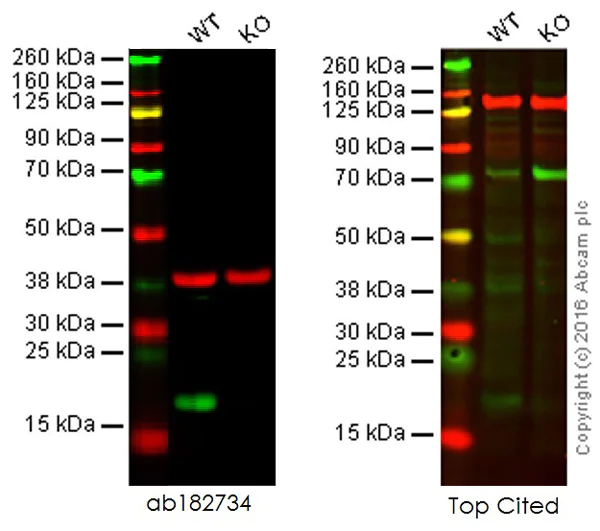 Western blot - Anti-Bax antibody [EPR18284] (AB182734)