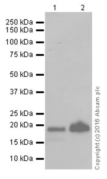Western blot - Anti-Bax antibody [EPR18284] (AB182734)